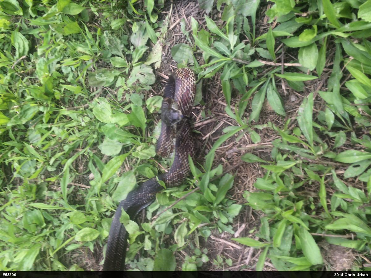 Eastern Ratsnake