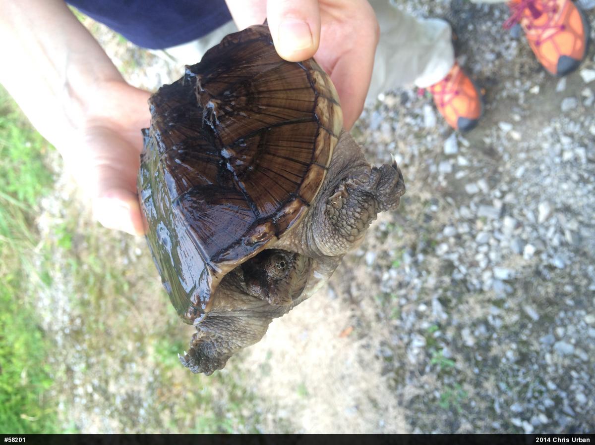 Snapping Turtle