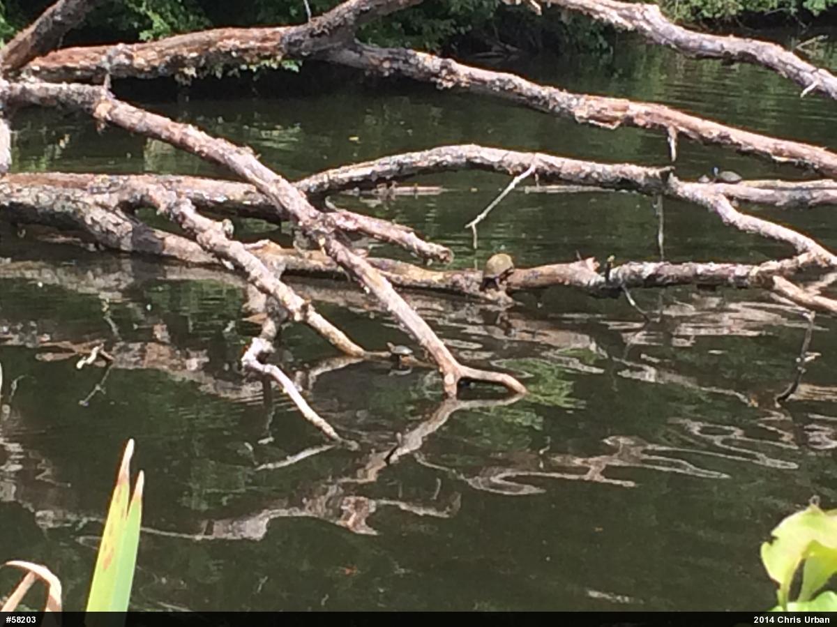 Painted Turtle