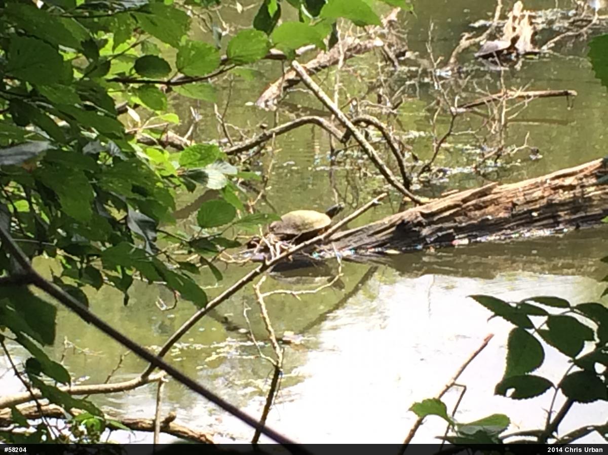 Red-eared Slider