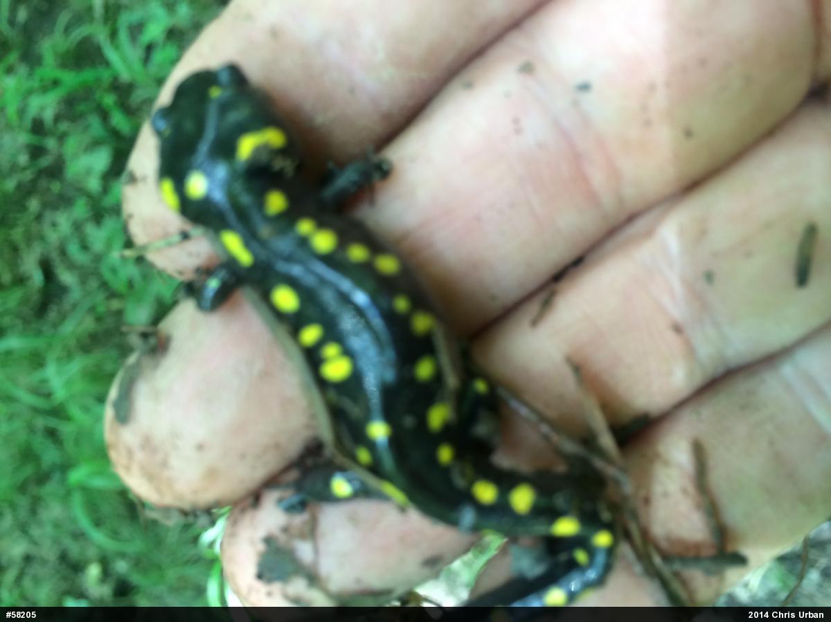Spotted Salamander