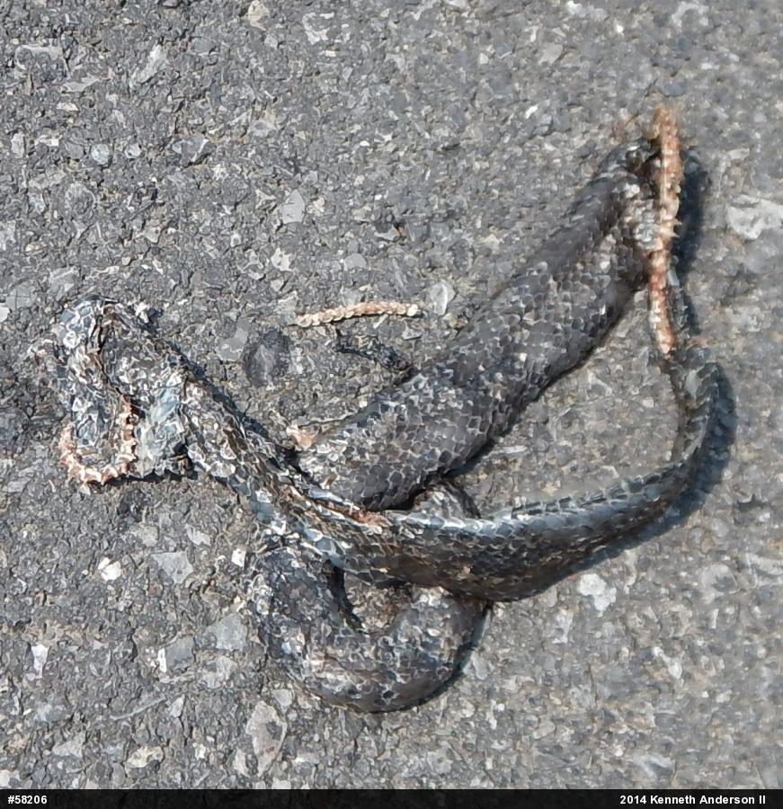 Northern Black Racer