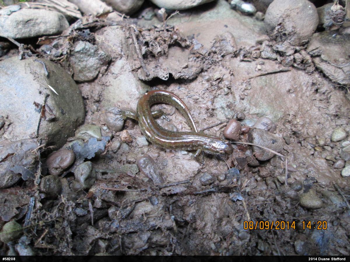 Northern Dusky Salamander
