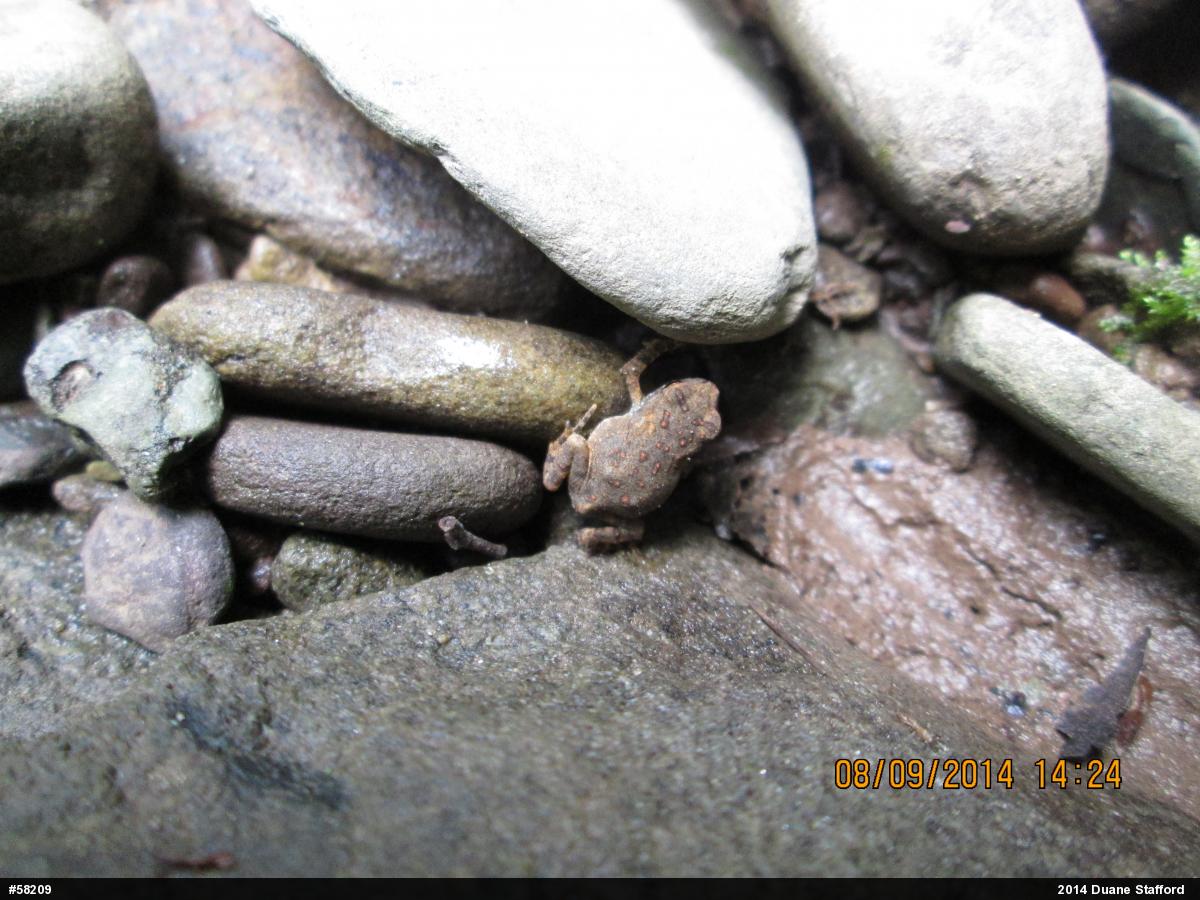 Eastern American Toad