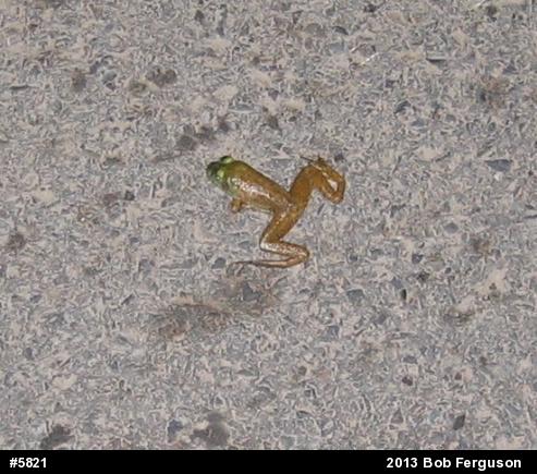 American Bullfrog