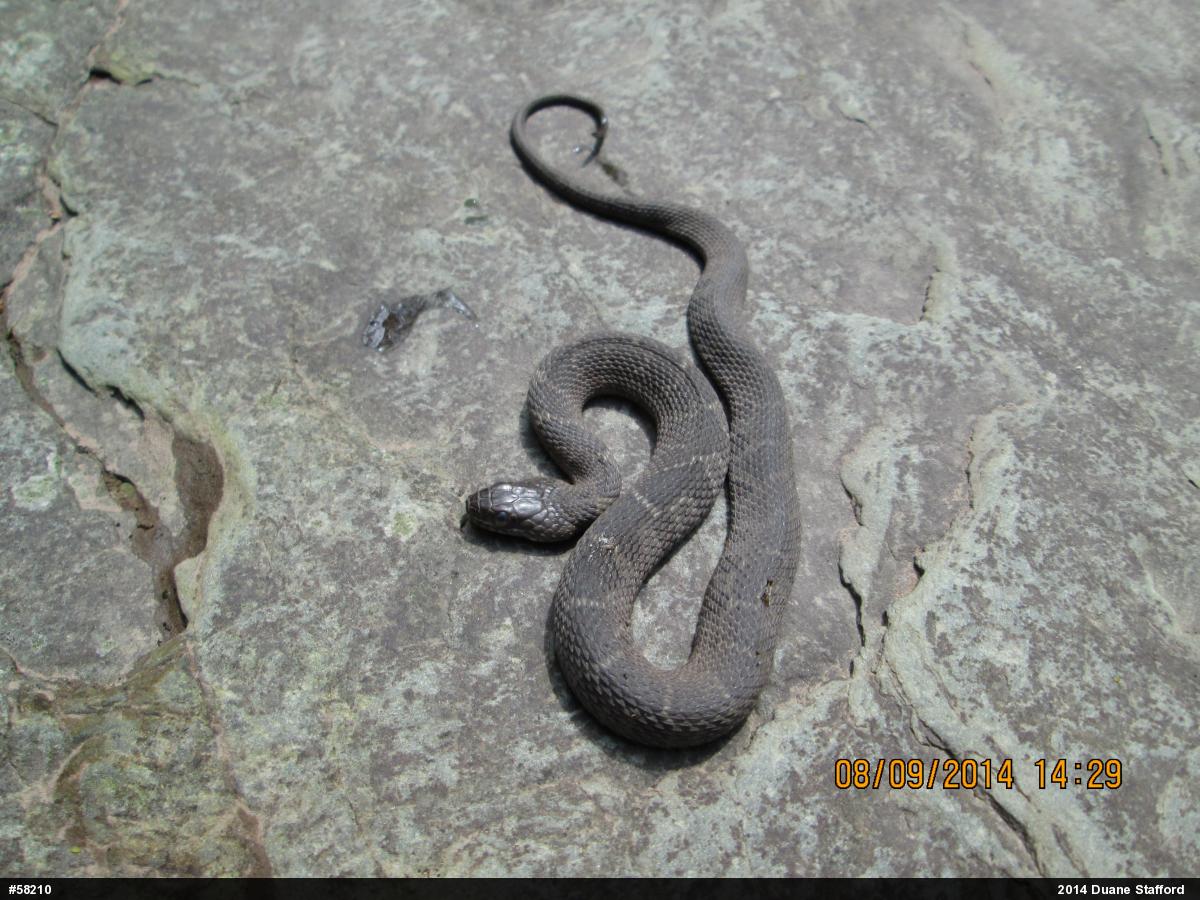 Northern Watersnake