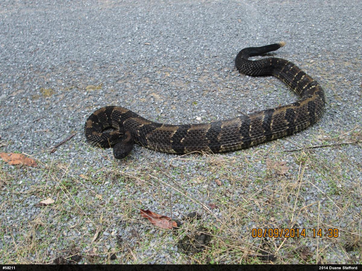 Timber Rattlesnake