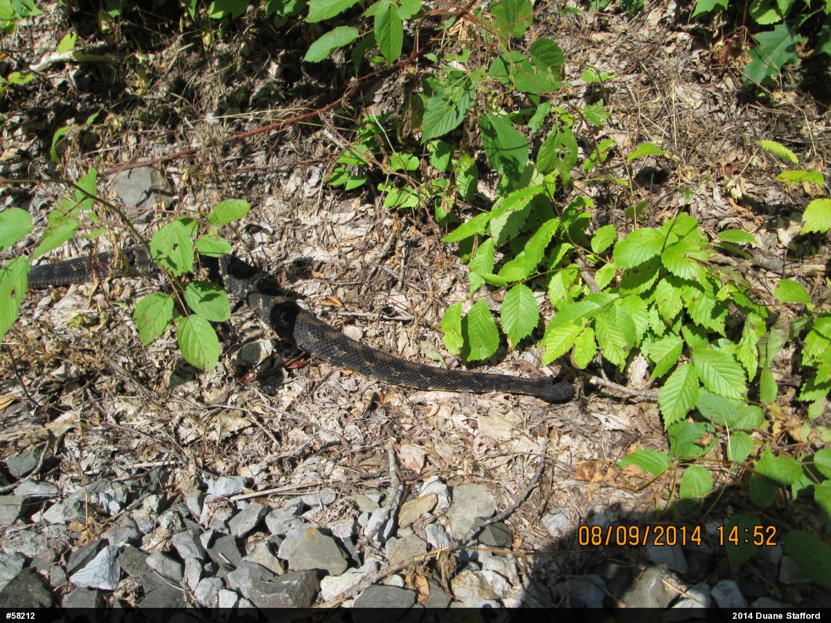 Timber Rattlesnake