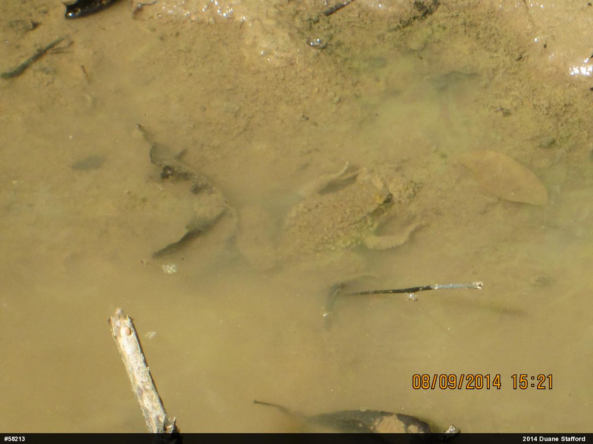 Green Frog