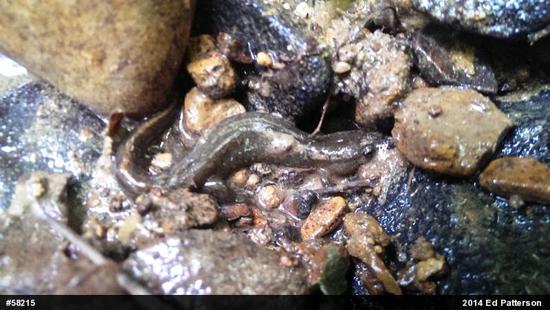 Northern Dusky Salamander
