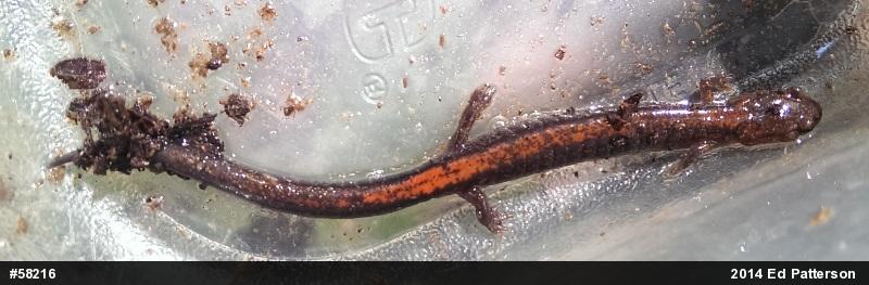 Eastern Red-backed  Salamander