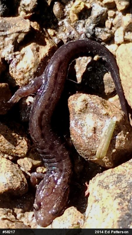 Allegheny Mountain Dusky Salamander