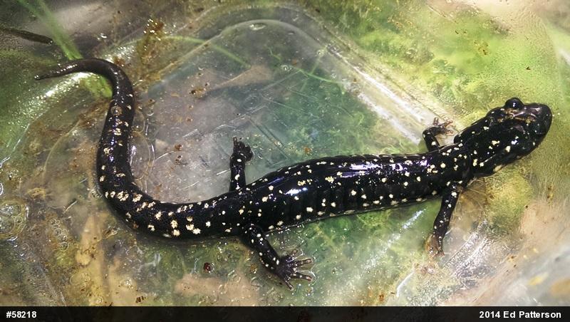 Northern Slimy Salamander