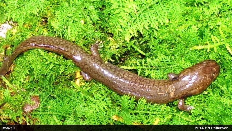 Northern Spring Salamander