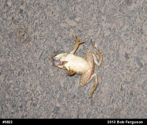 True Frogs