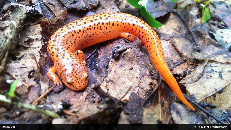 Northern Red Salamander