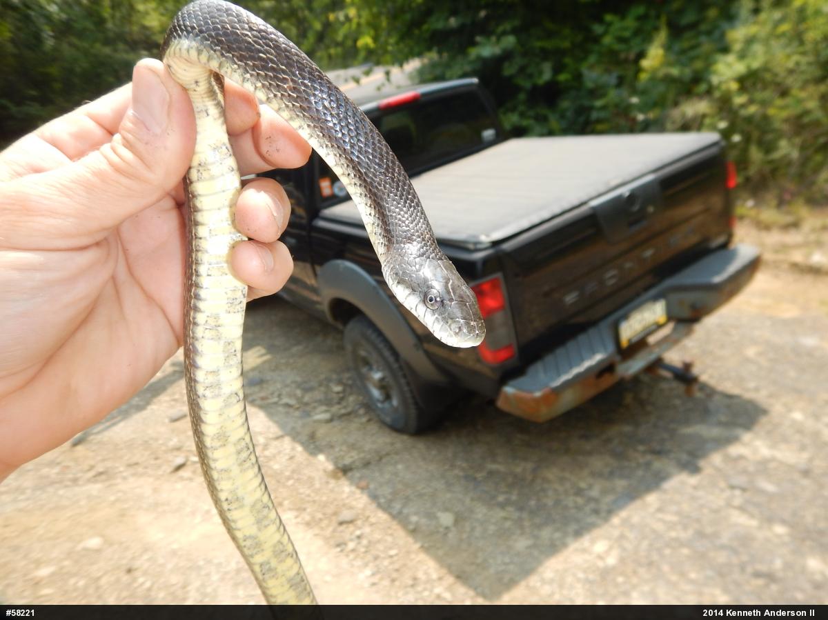 Eastern Ratsnake