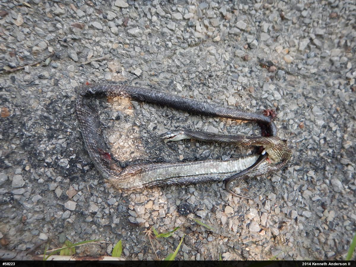 Eastern Ratsnake
