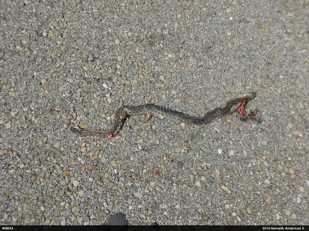 Eastern Gartersnake