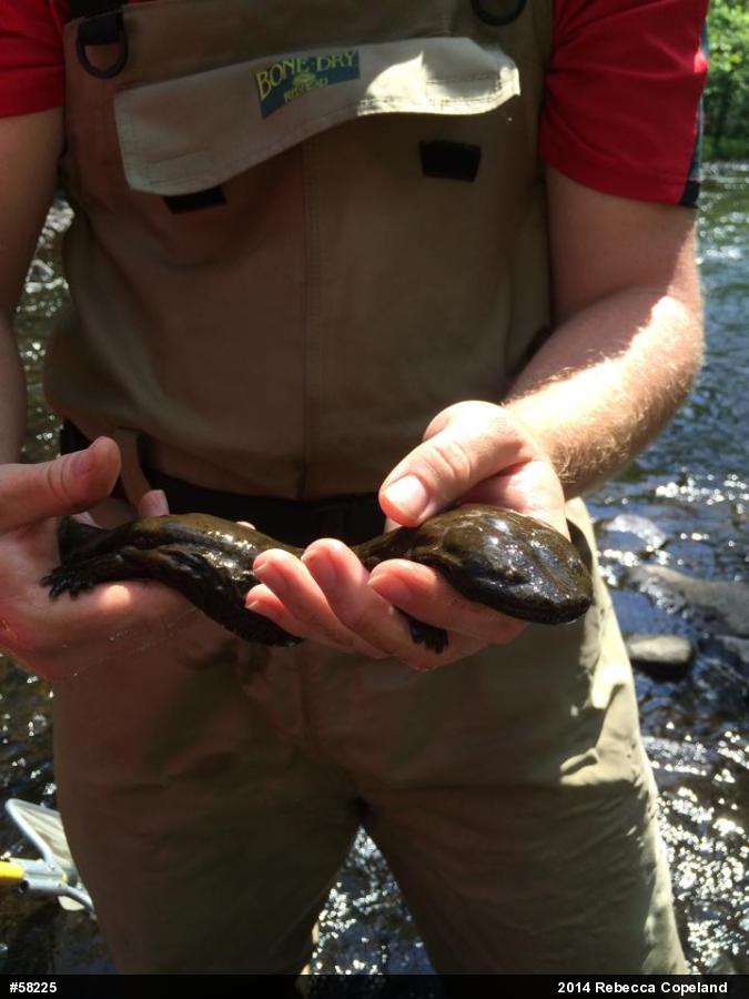 Eastern Hellbender