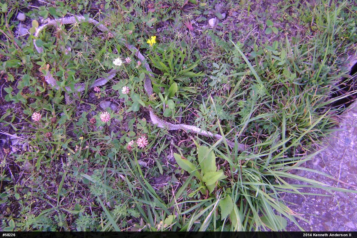 Northern Black Racer