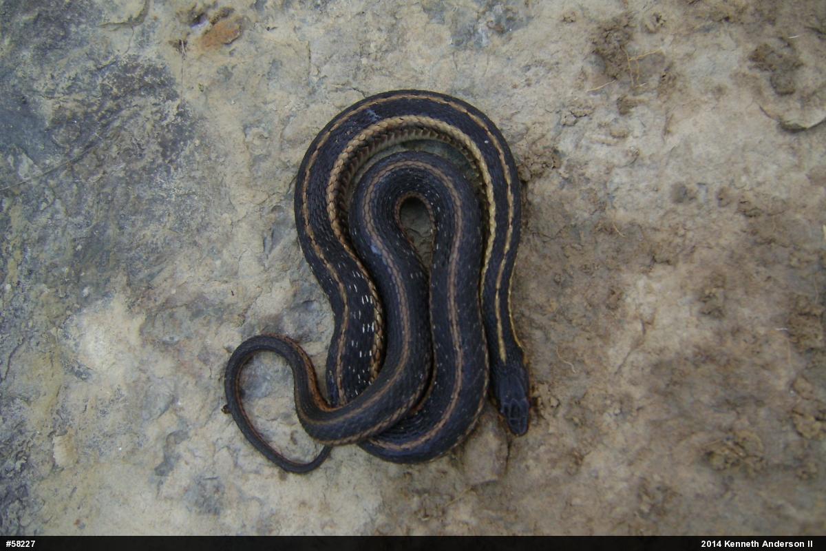 Eastern Gartersnake