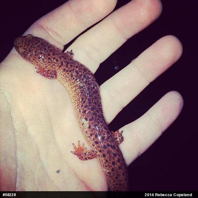 Northern Red Salamander