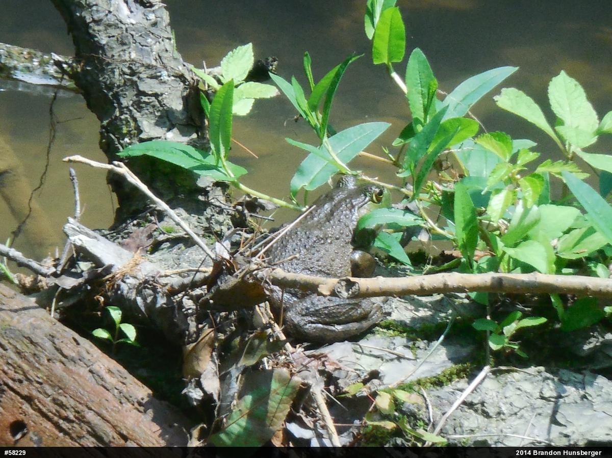 American Bullfrog