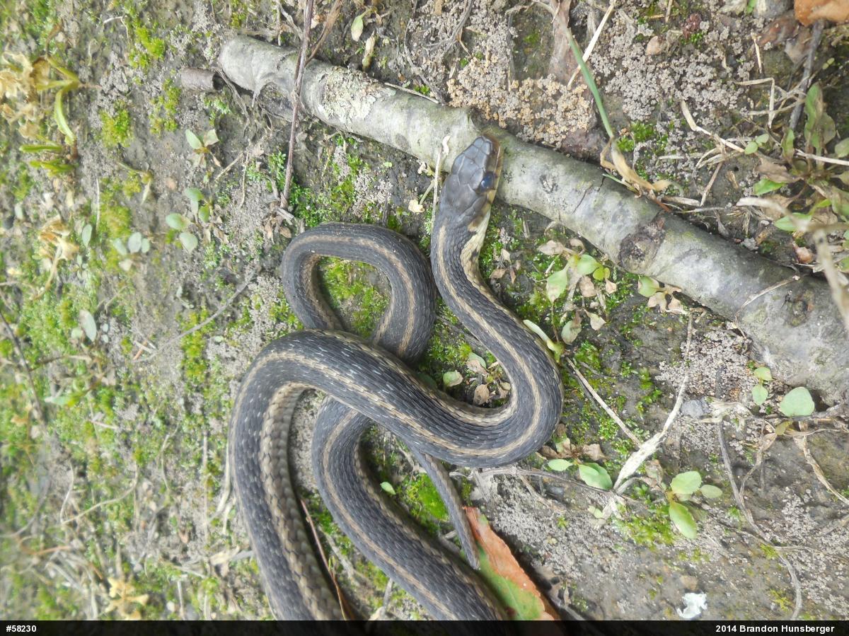 Eastern Gartersnake