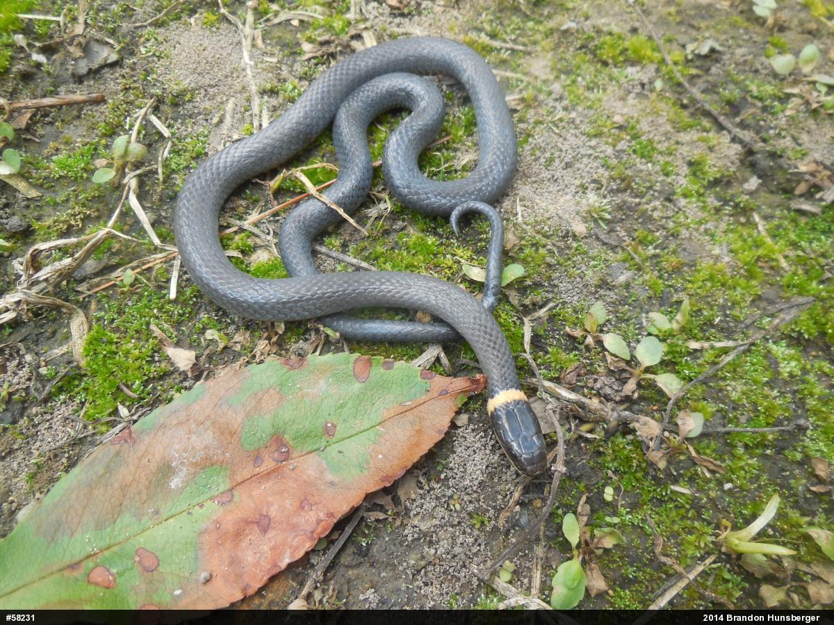 Northern Ring-necked Snake