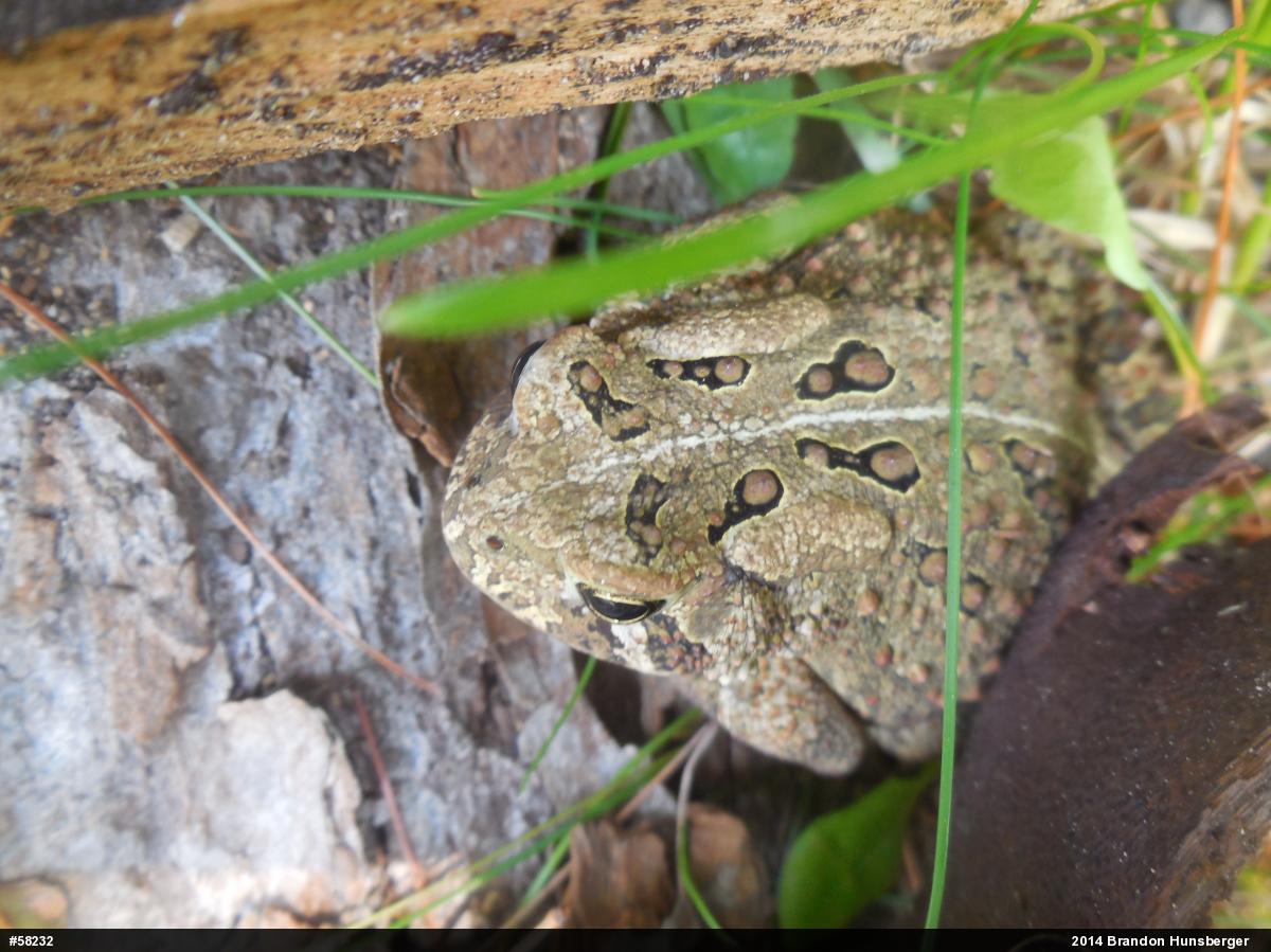 Eastern American Toad