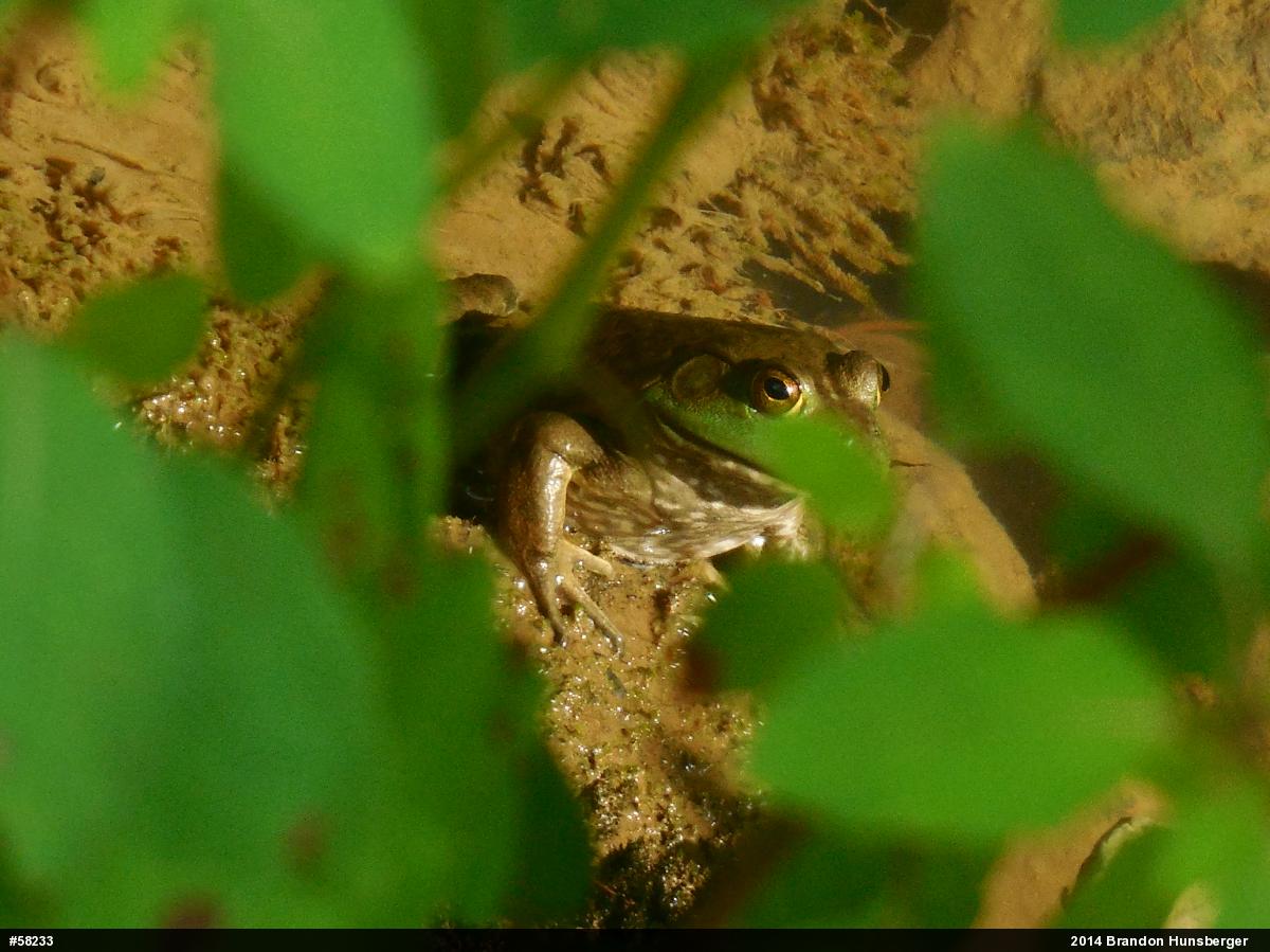 American Bullfrog