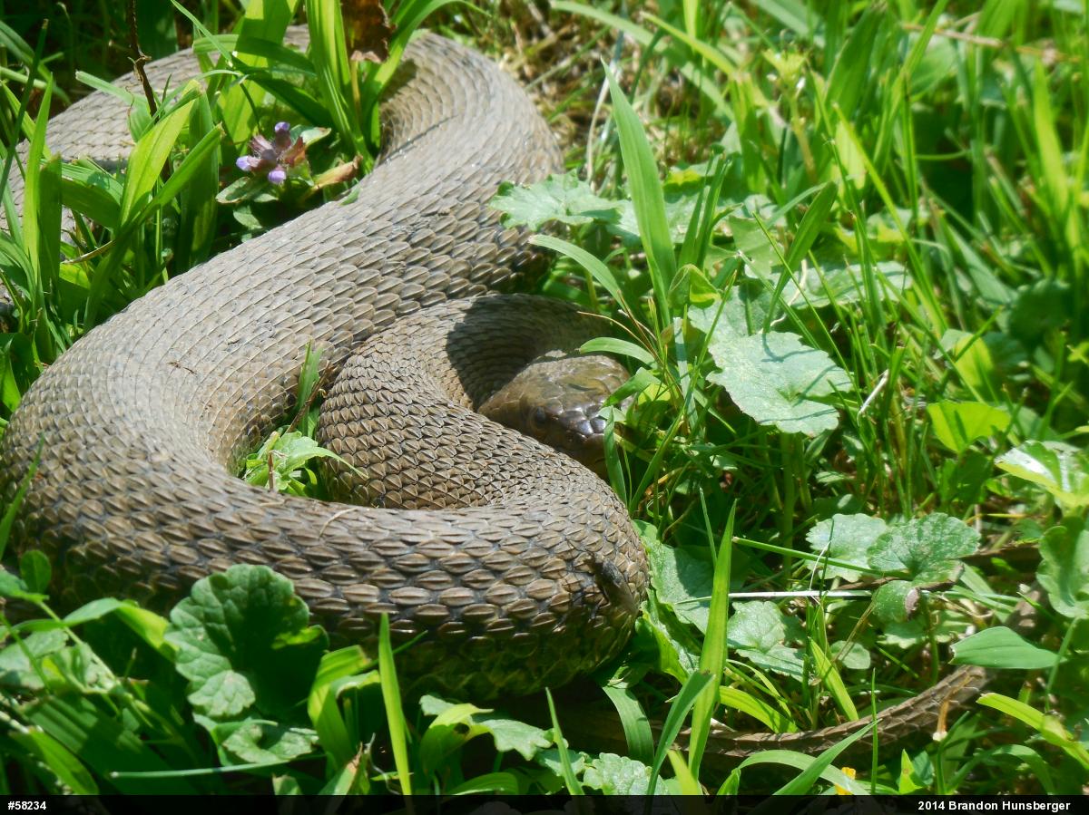 Northern Watersnake