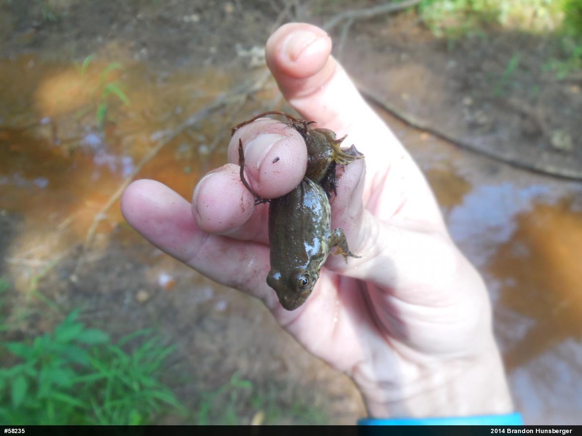 Green Frog