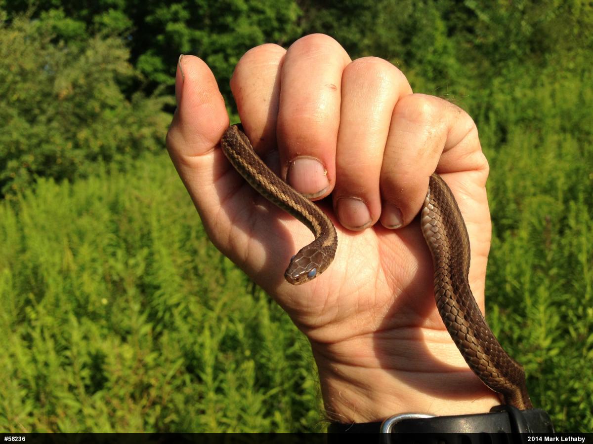 Eastern Gartersnake