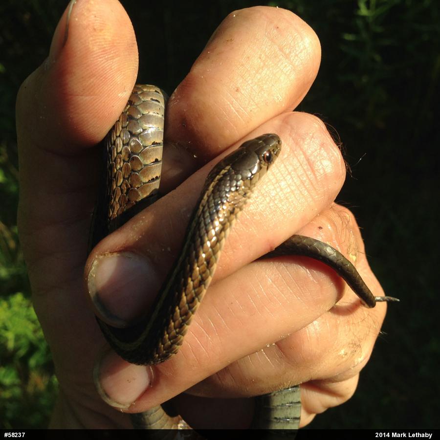 Shorthead Gartersnake