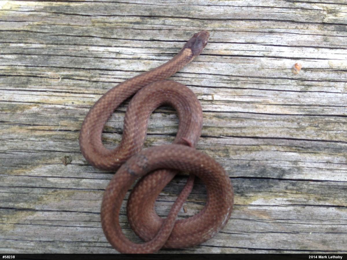 Red-bellied Snake