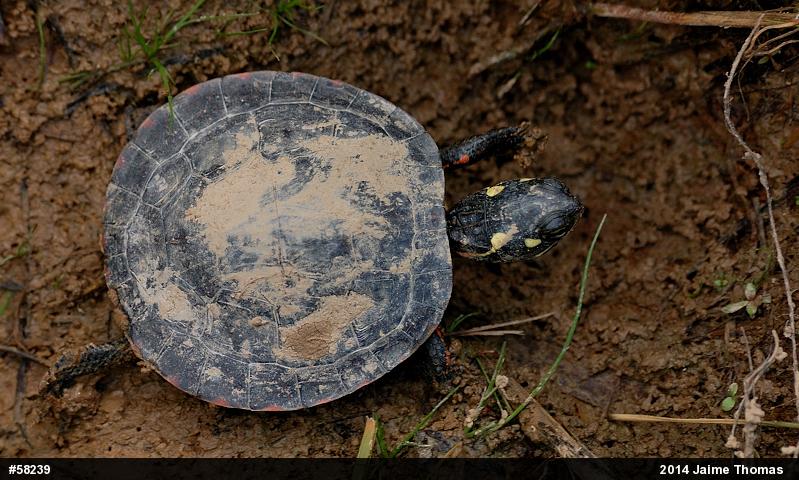 Eastern Painted Turtle
