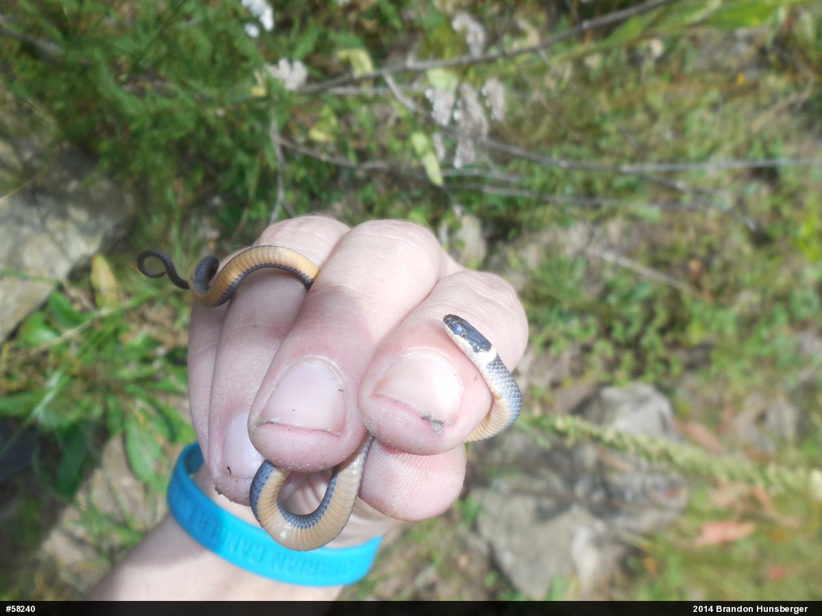 Northern Ring-necked Snake