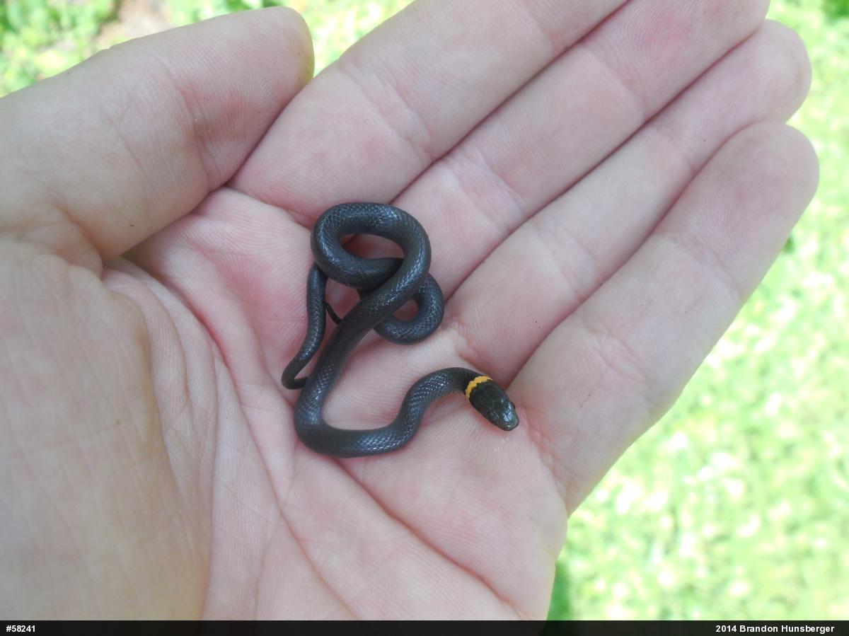 Northern Ring-necked Snake