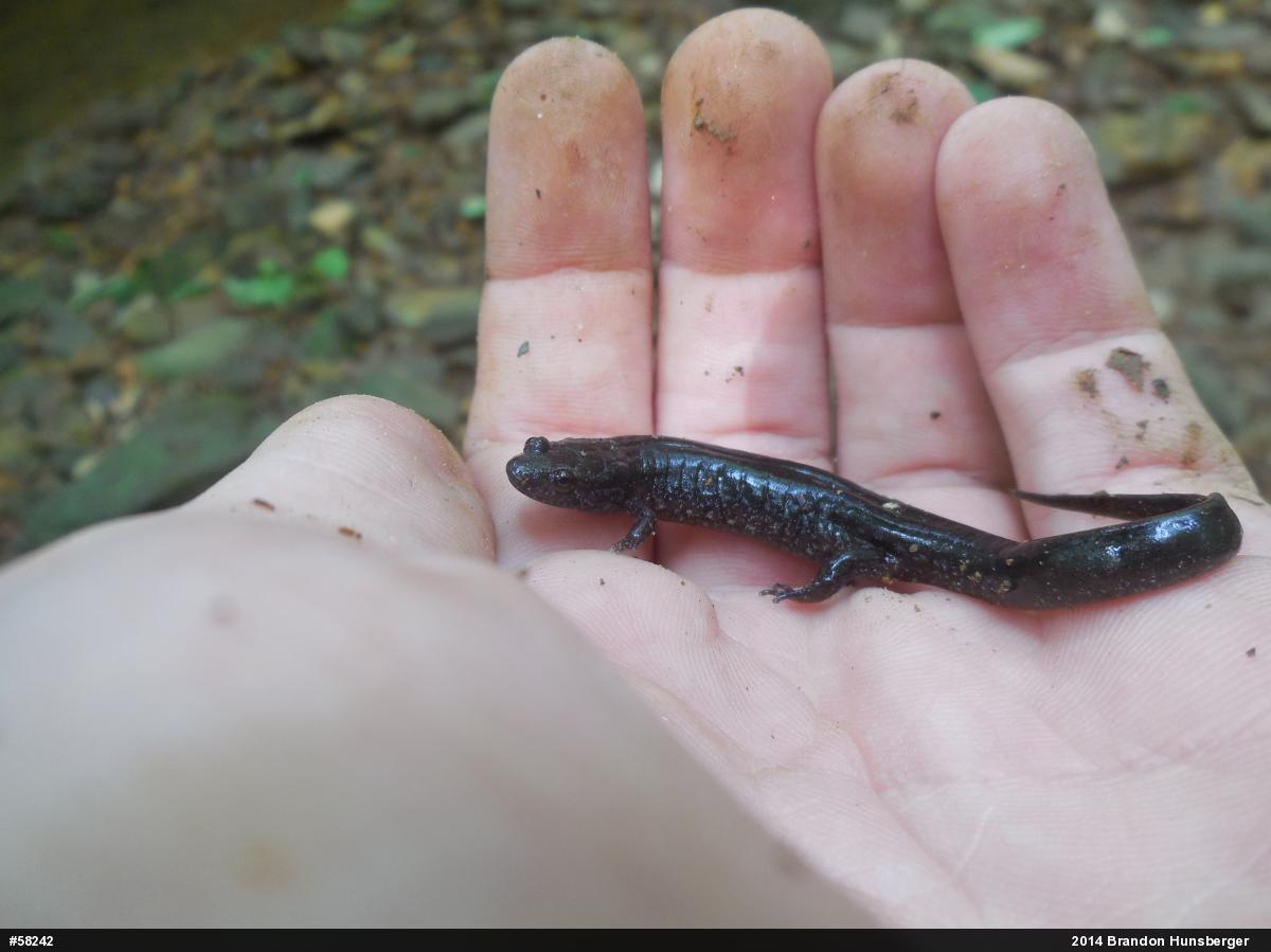 Northern Dusky Salamander