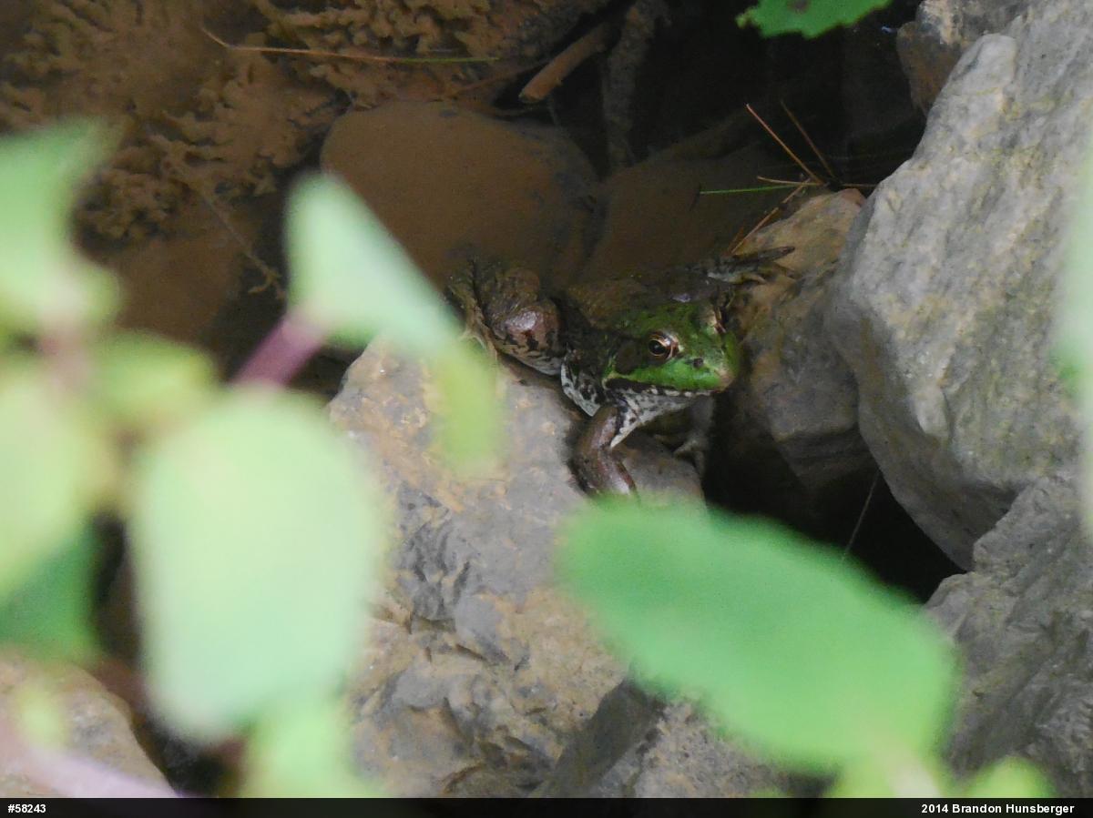 Green Frog