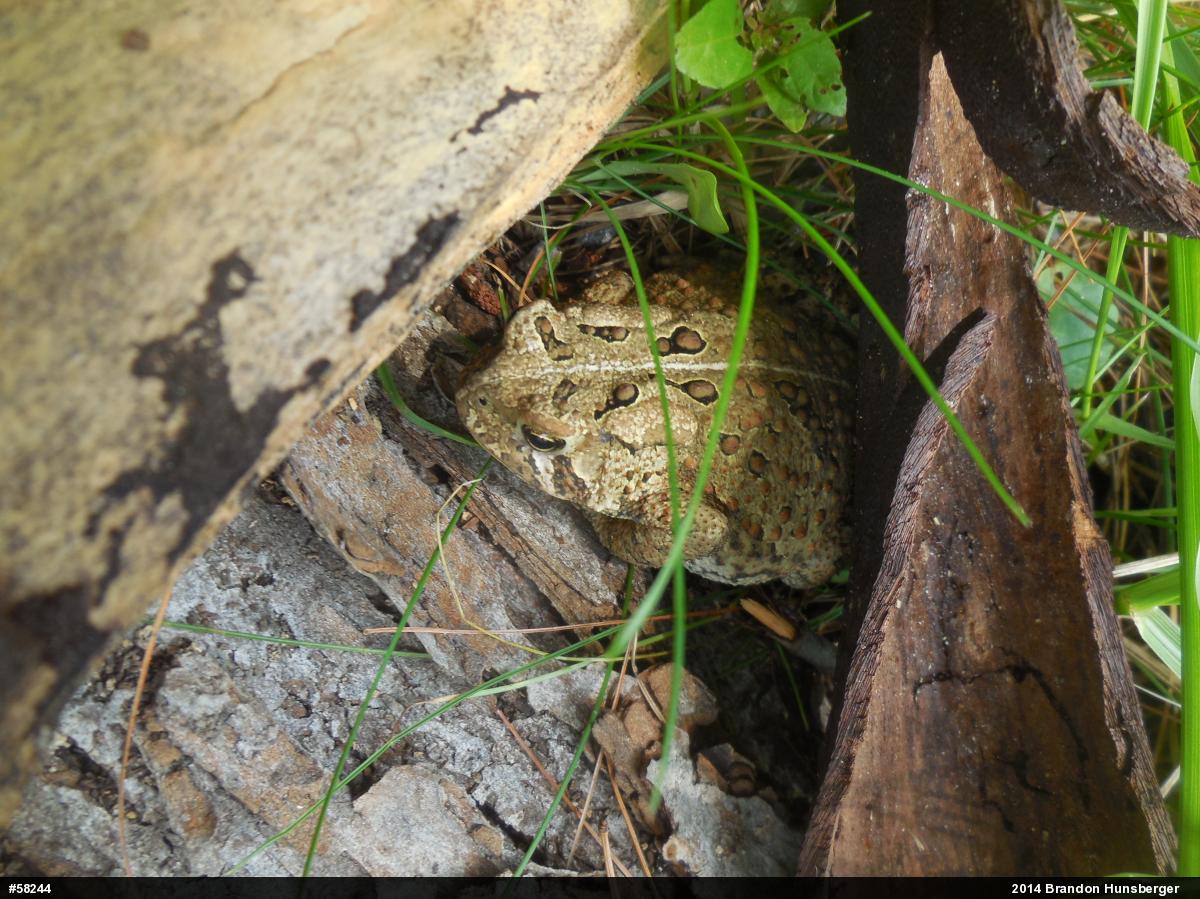 Eastern American Toad