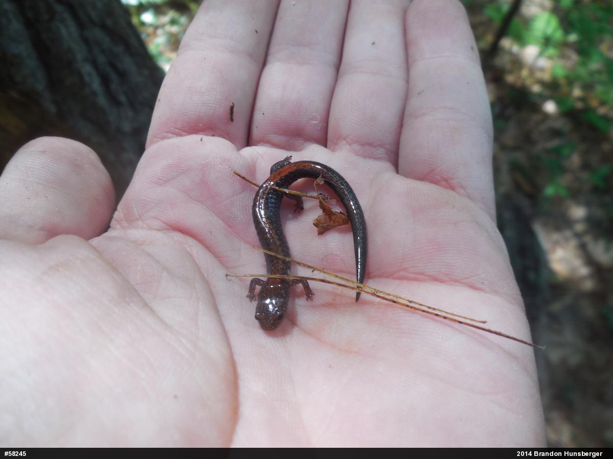 Eastern Red-backed  Salamander