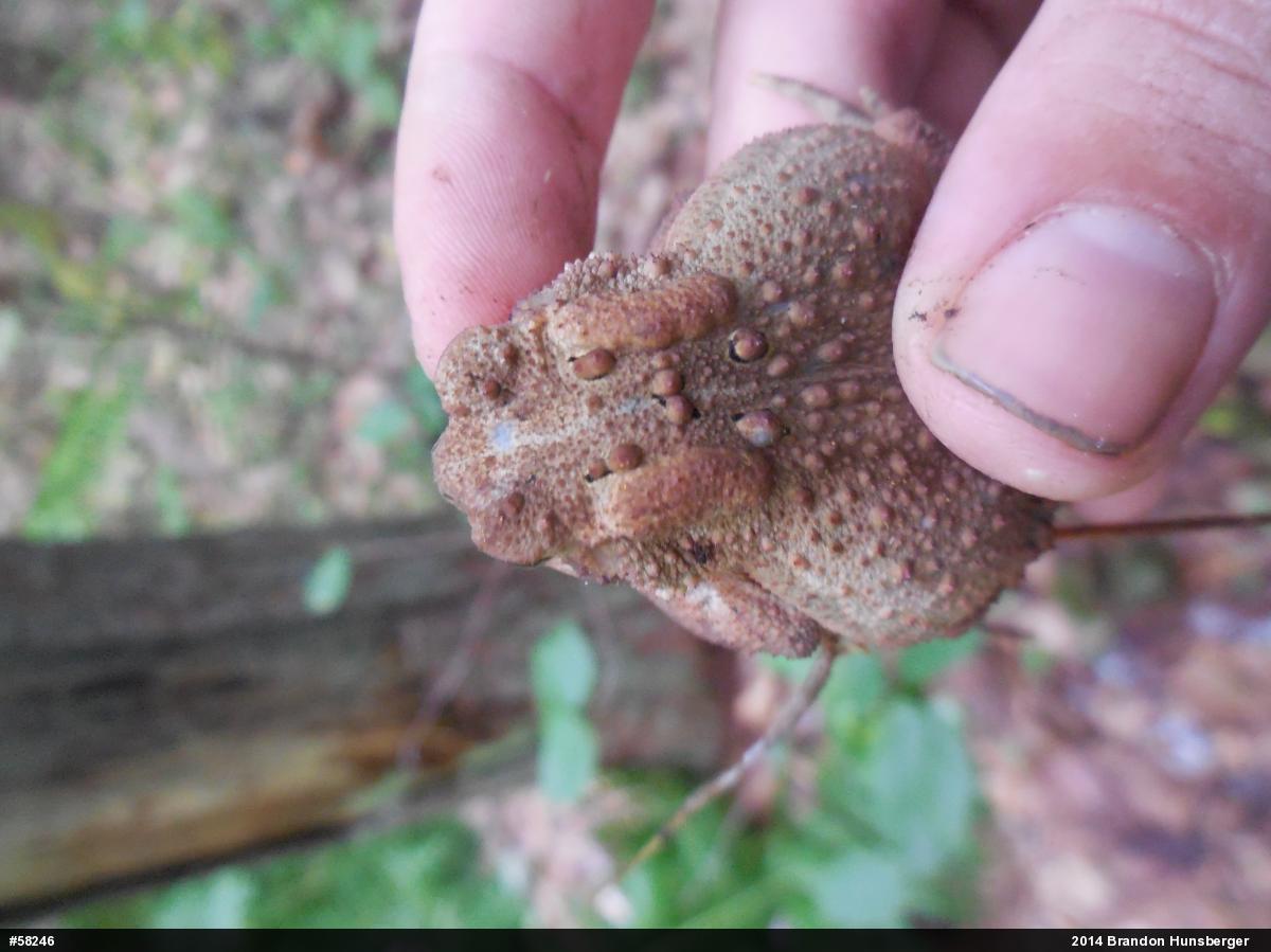 Eastern American Toad