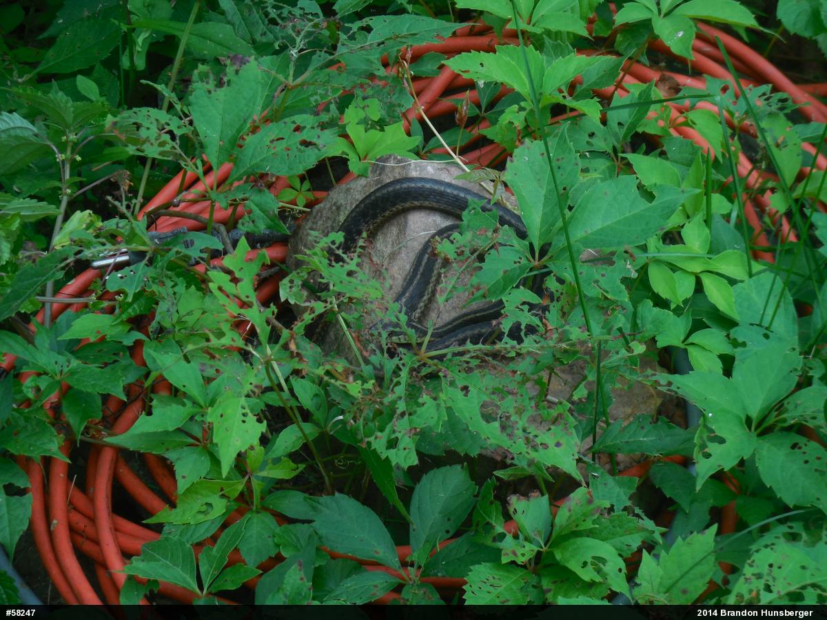 Eastern Gartersnake