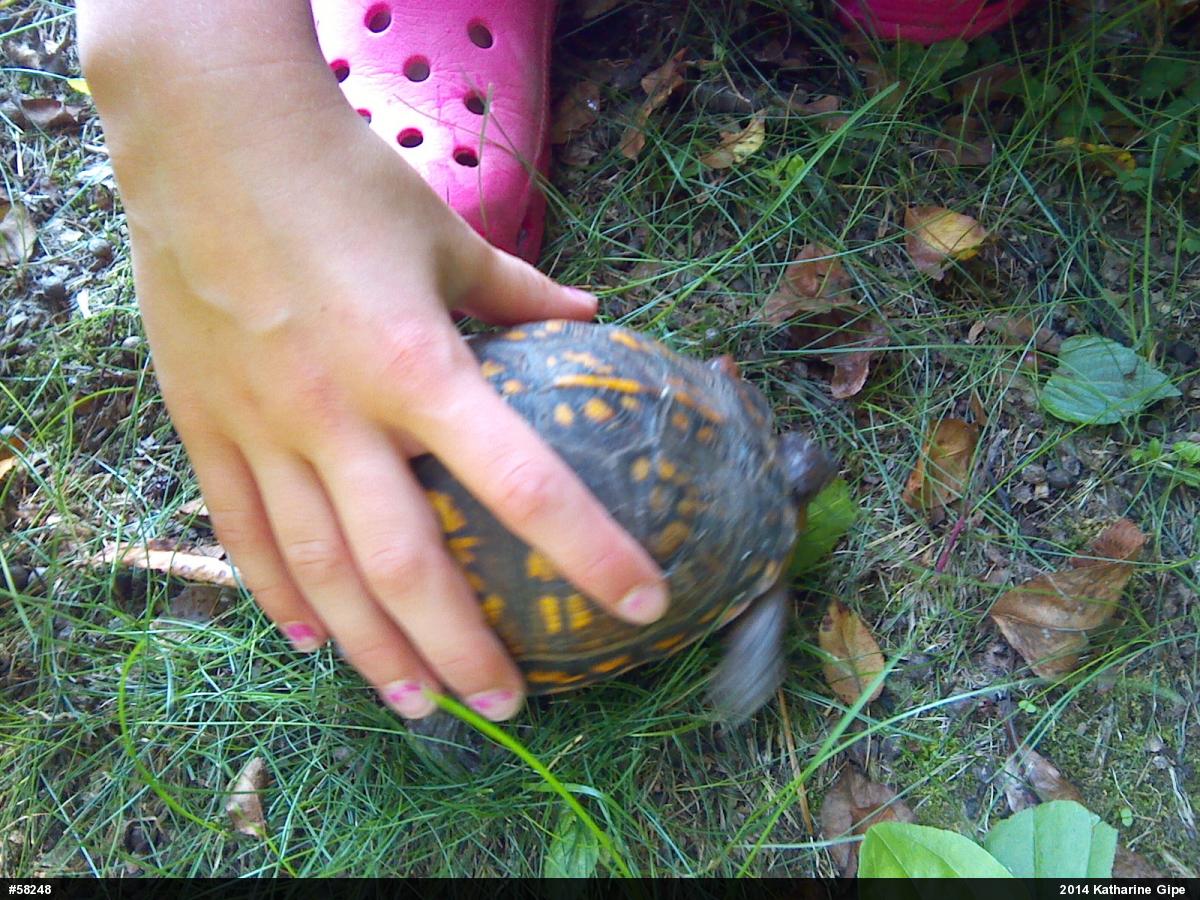 Eastern Box Turtle