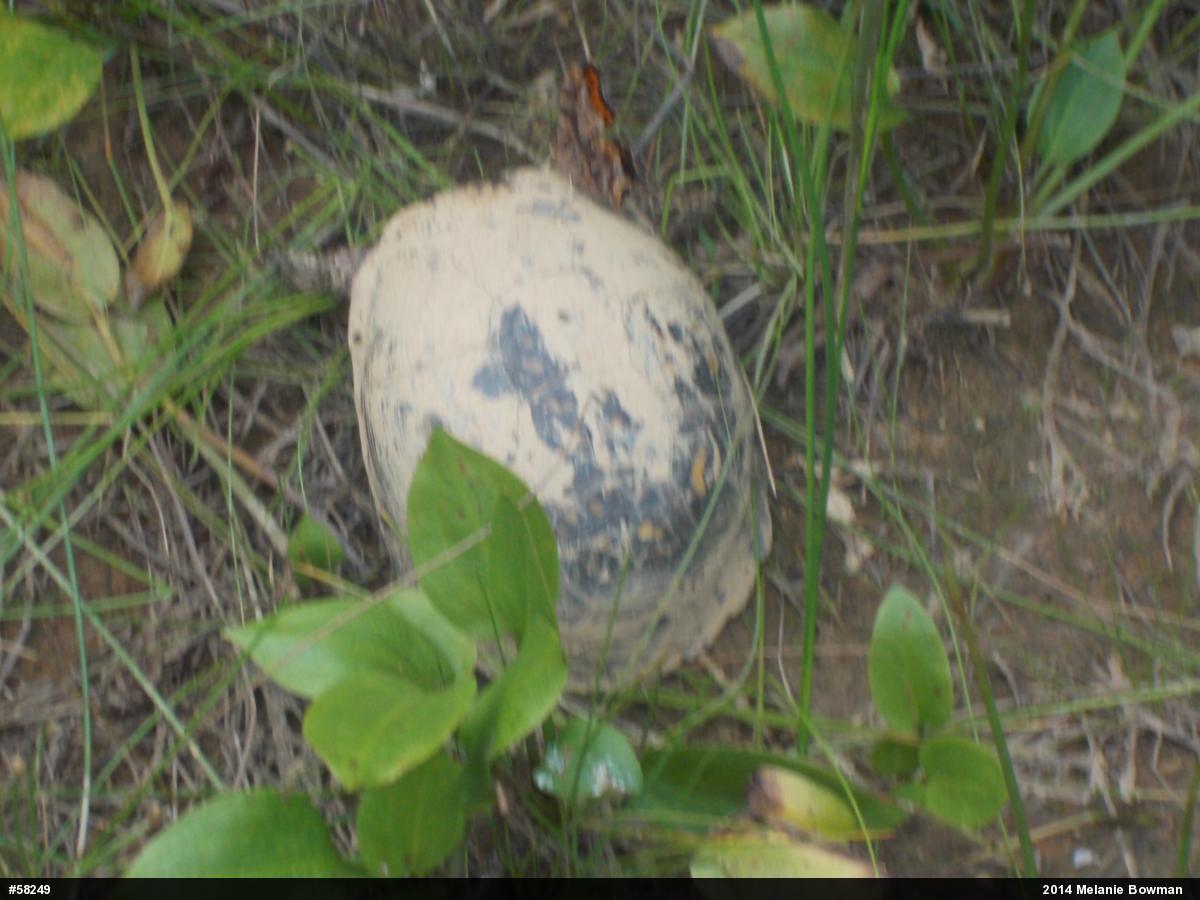 Eastern Box Turtle