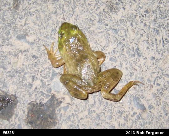 American Bullfrog