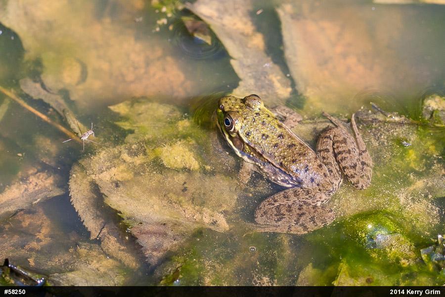 Green Frog